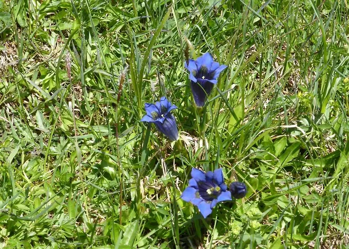Kristemoarhütte Untergaimberg
