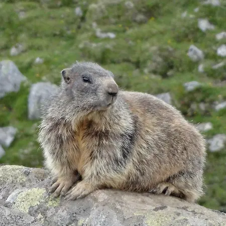 Chalet Kristemoarhuette Untergaimberg
