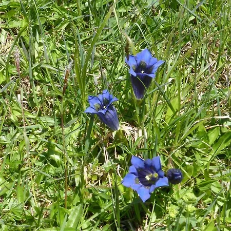 Kristemoarhuette Untergaimberg