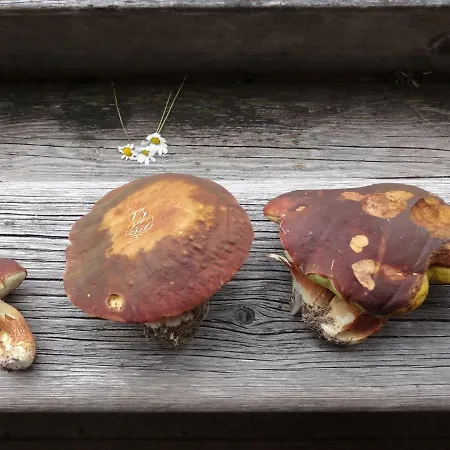 Kristemoarhuette شاليه