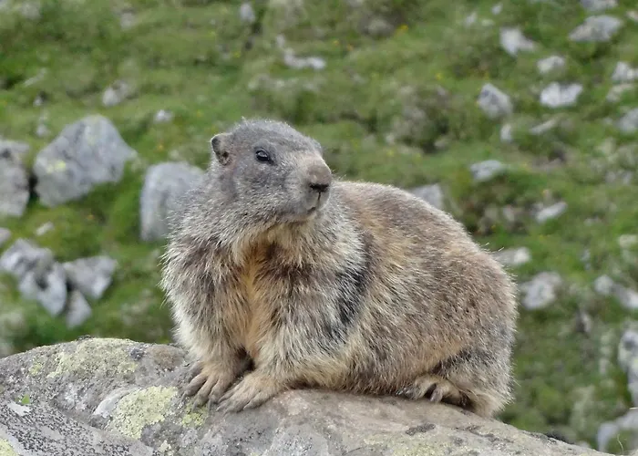 Horská chata Kristemoarhuette Untergaimberg